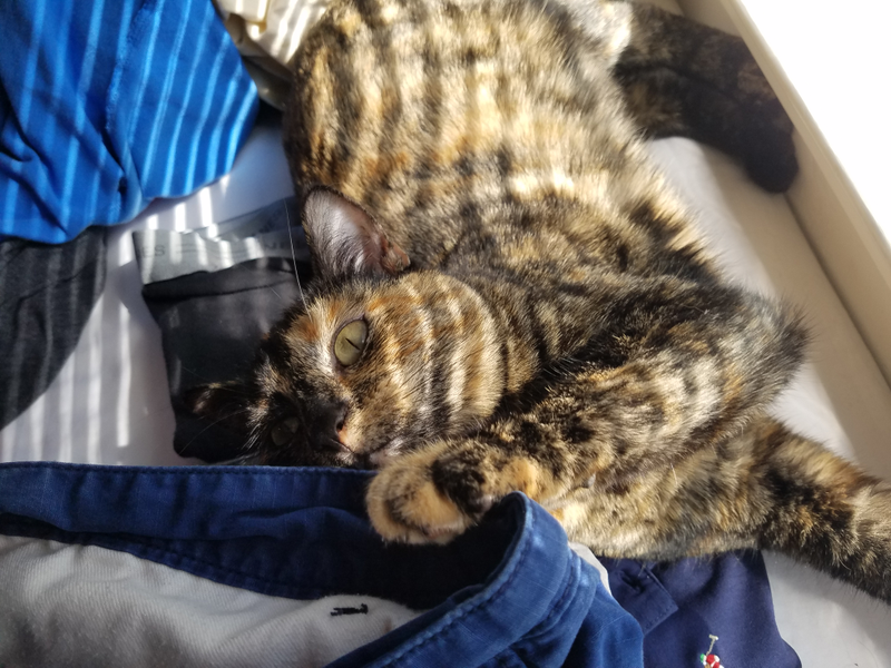 Pumpkin cares nothing about my rage